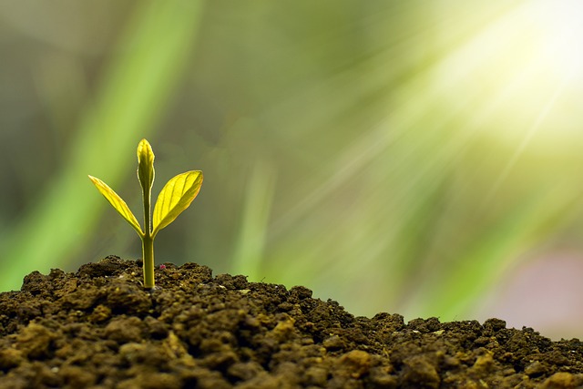 what is MSP in agriculture