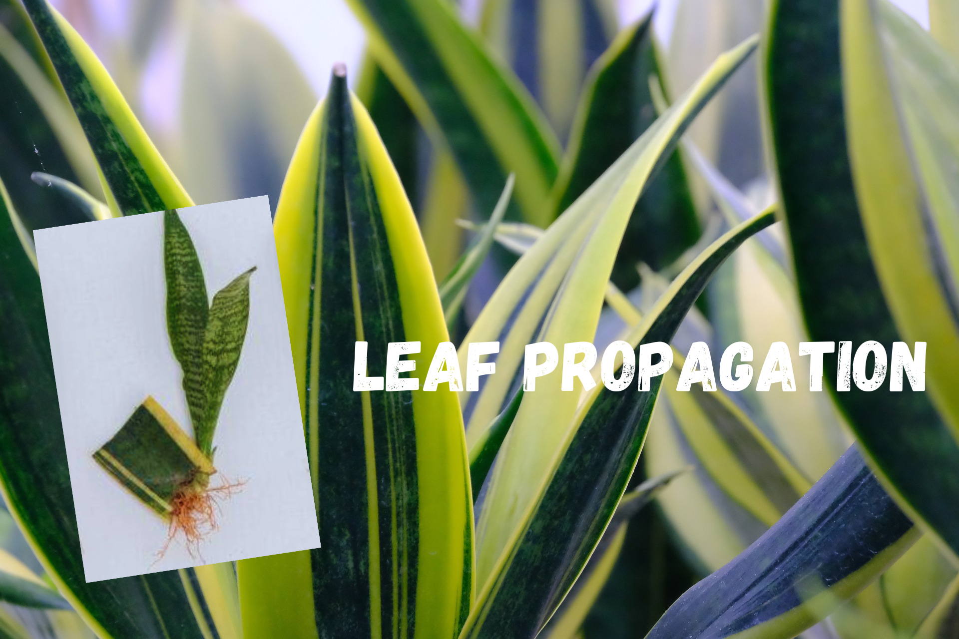 how to grow snake plant from leaf