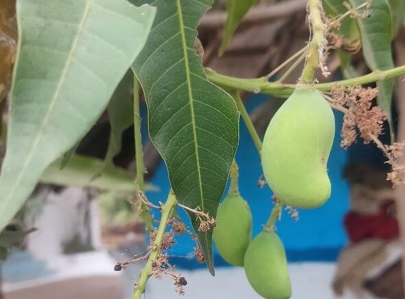 आम के पौधे की ग्रोथ कैसे बढ़ाए