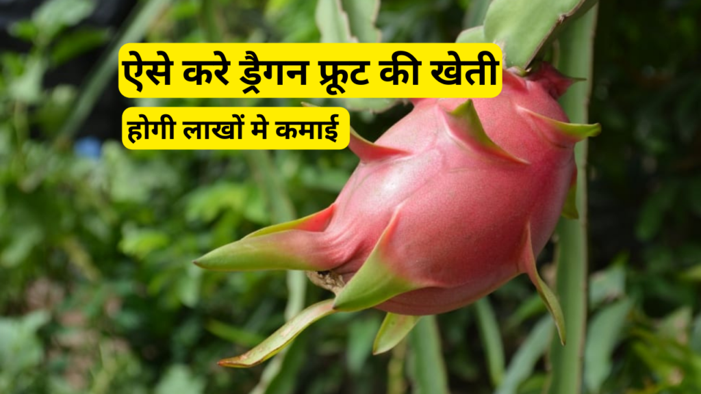 ड्रैगन फ्रूट की खेती कैसे करे
