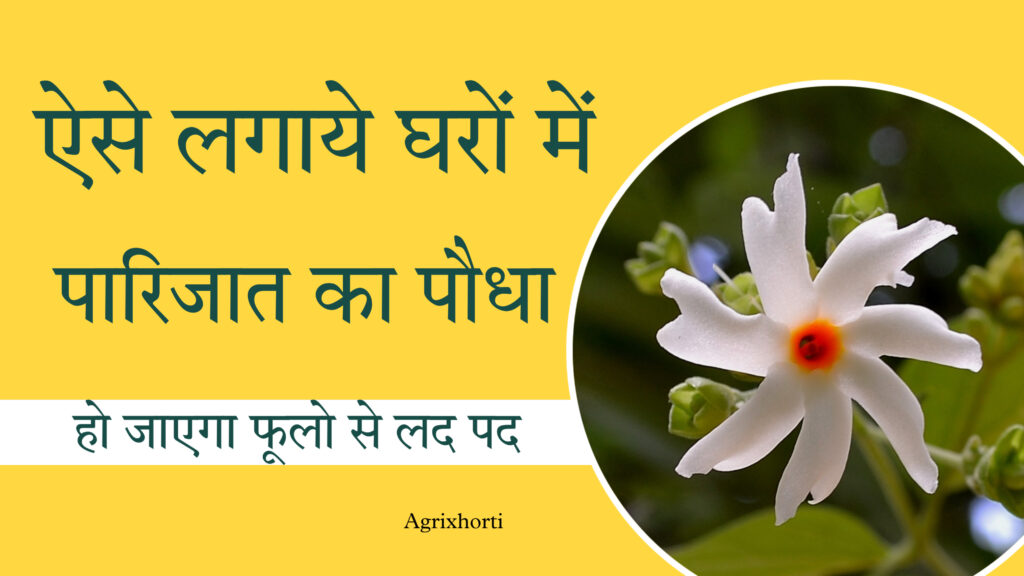 पारिजात का पौधा कैसे लगाएं