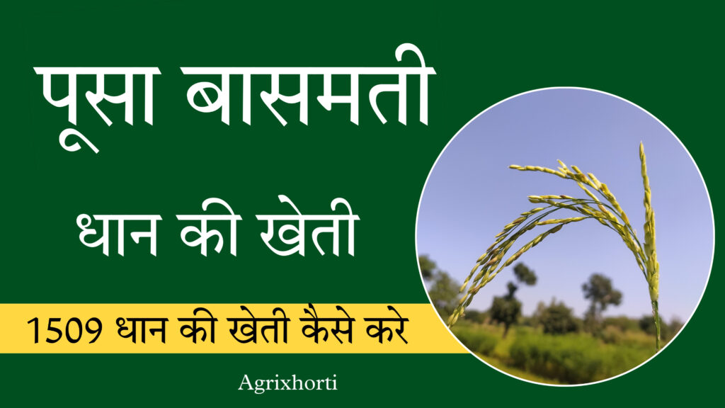1509 धान की खेती कैसे करे