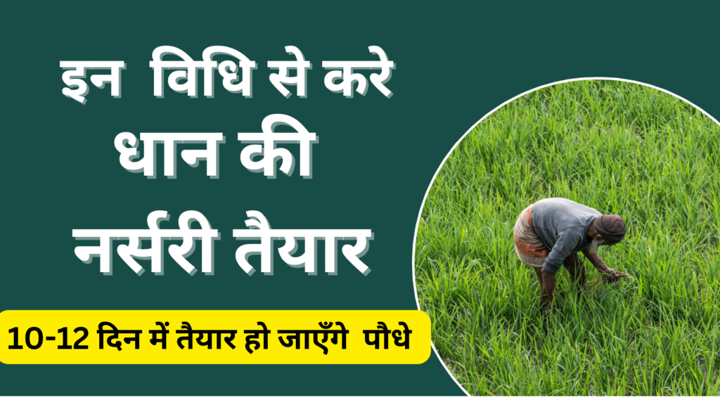 धान की नर्सरी तैयार करने की विधि