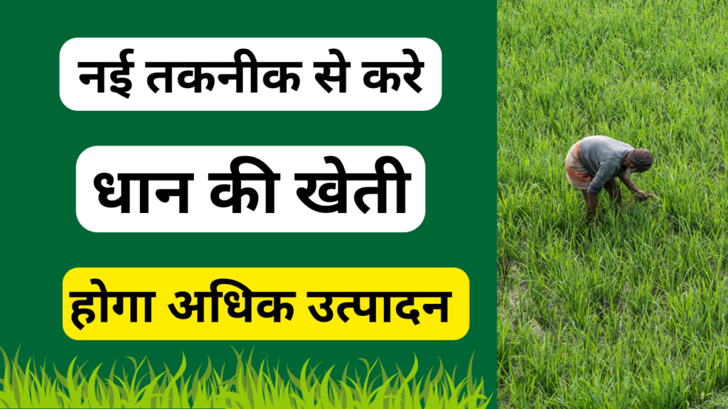 धान की खेती