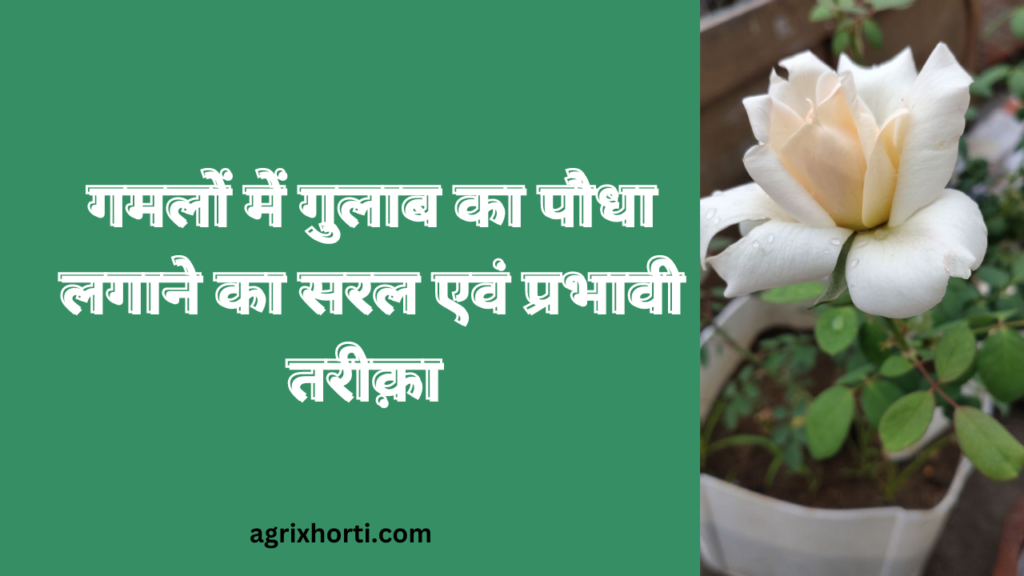 गुलाब का पौधा गमले में कैसे लगाएं