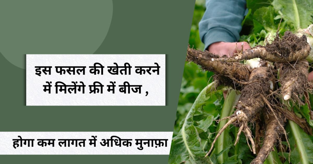 चकोरी की खेती