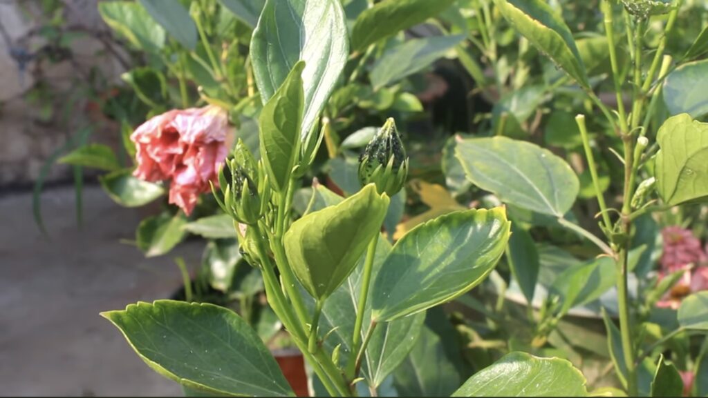 गुड़हल के पौधे को कीटों से बचाने के आसान घरेलू नुस्खे