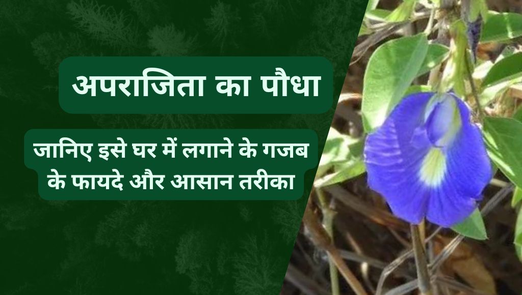 अपराजिता का पौधा