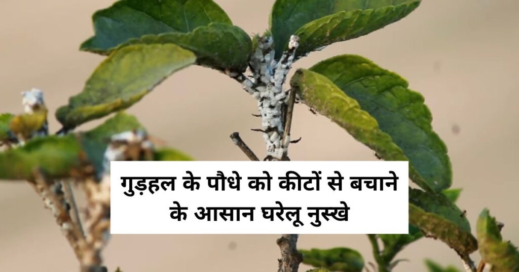 गुड़हल के पौधे को कीटों से बचाने के आसान घरेलू नुस्खे