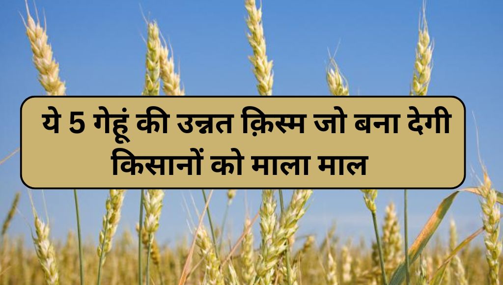 गेहूं की उन्नत क़िस्म 