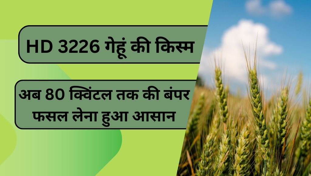 HD 3226 गेहूं की किस्म