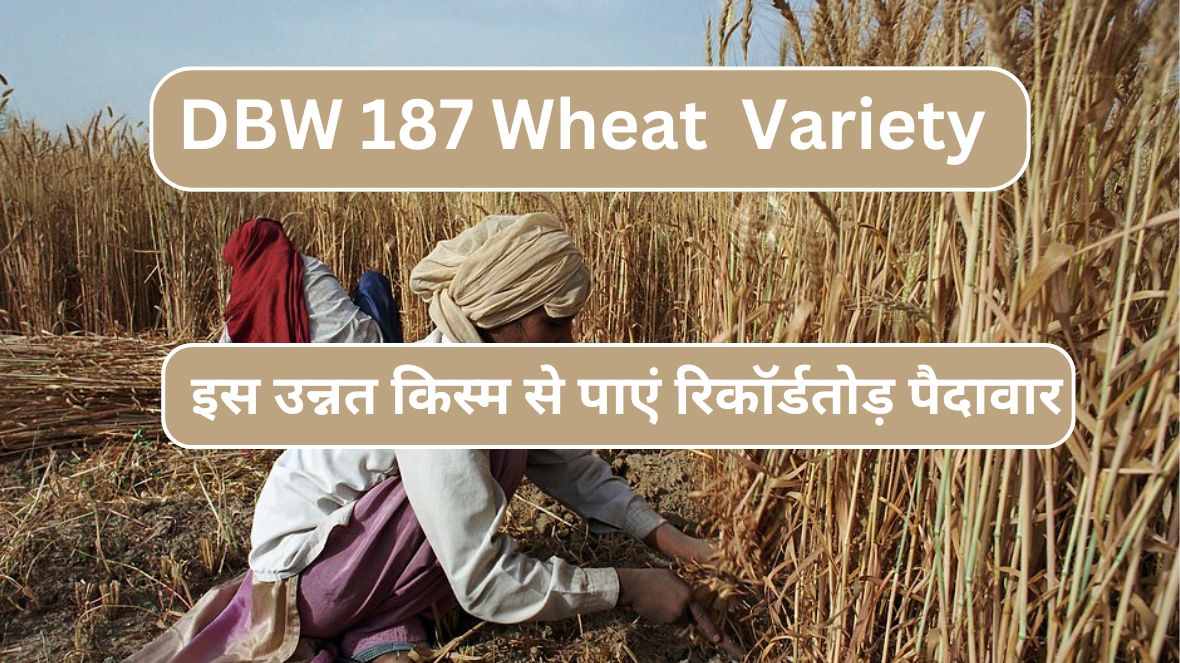 DBW 187 Wheat Variety