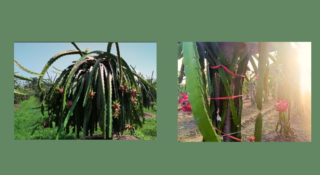 dragon fruit ki kheti