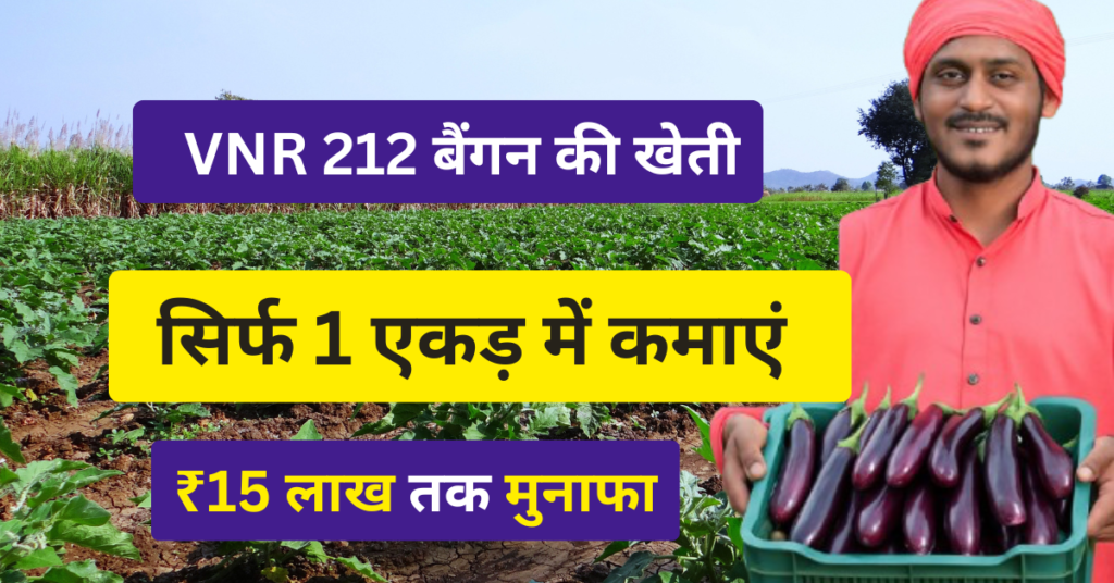 VNR 212 बैगन की खेती