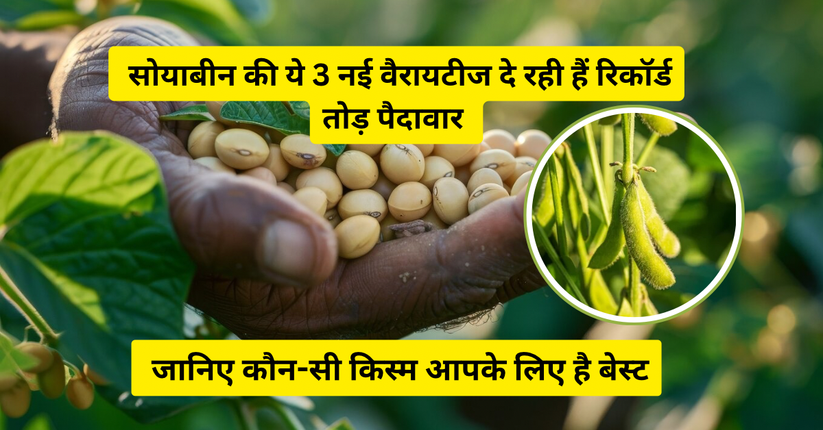 सोयाबीन की किस्म