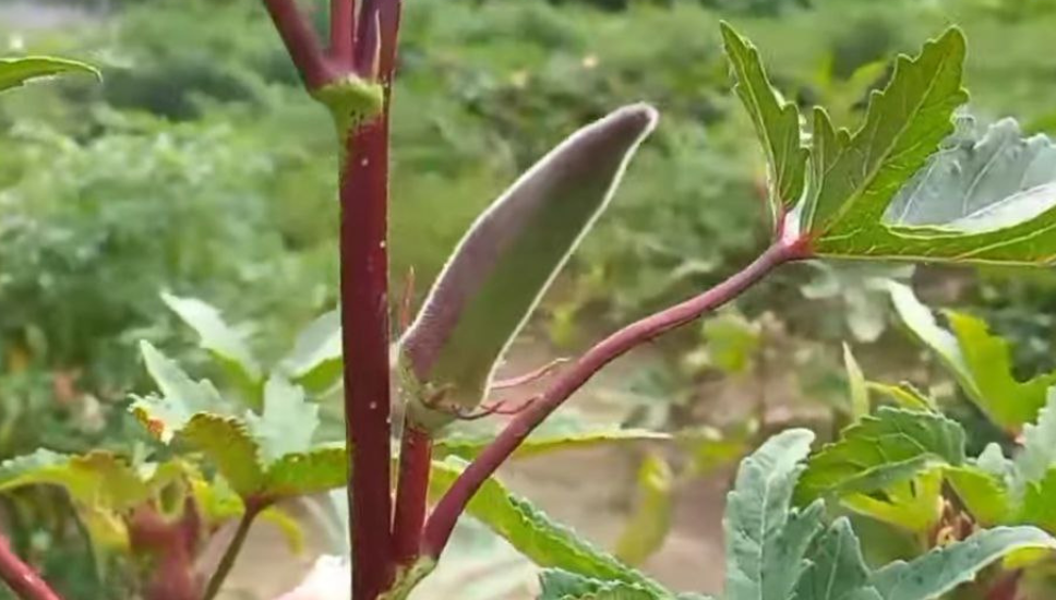 लाल भिंडी की खेती