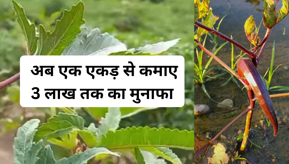 लाल भिंडी की खेती
