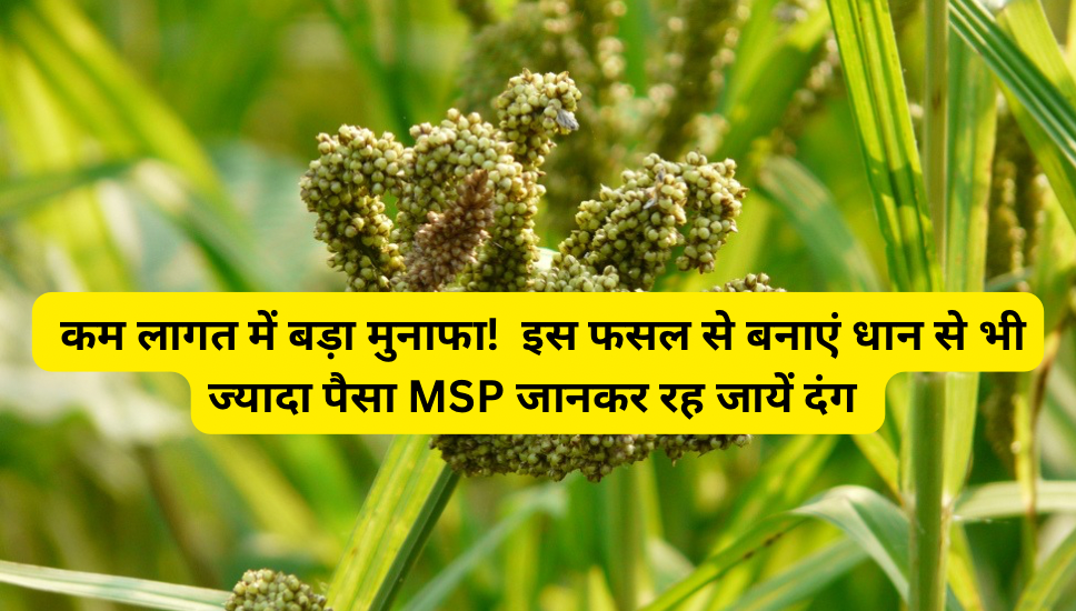 रागी की खेती