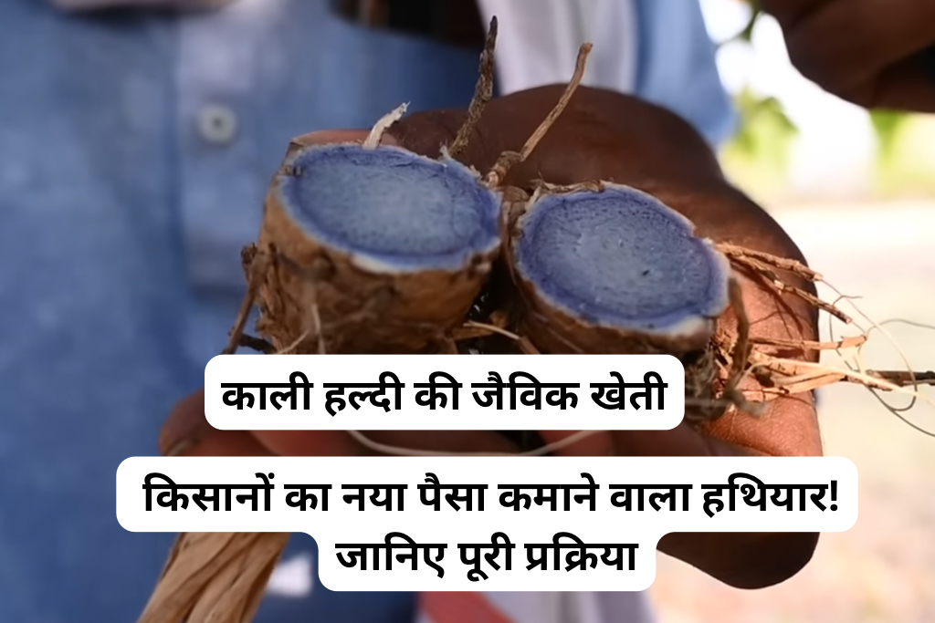 काली हल्दी की जैविक खेती