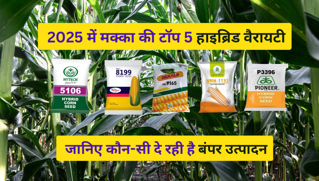 मक्का की टॉप 5 हाइब्रिड वैरायटी,