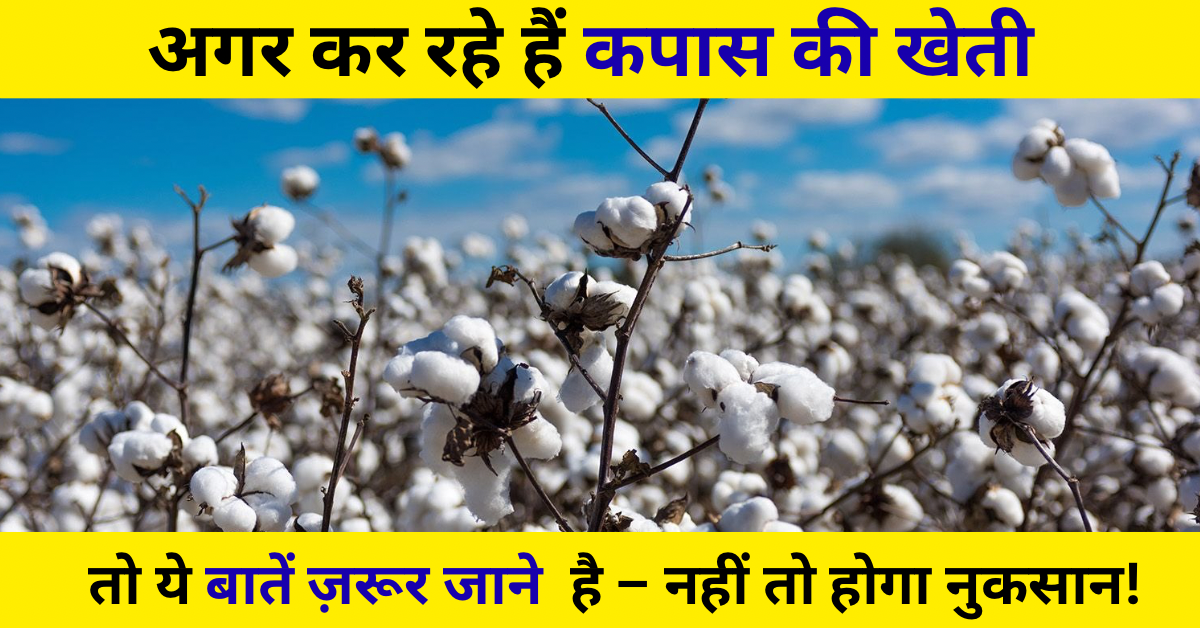 कपास की खेती 