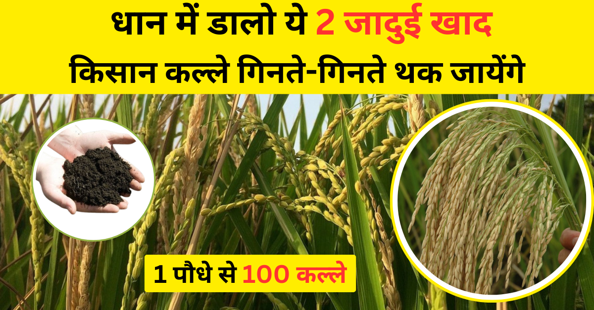 धान में डालो ये 2 जादुई खाद