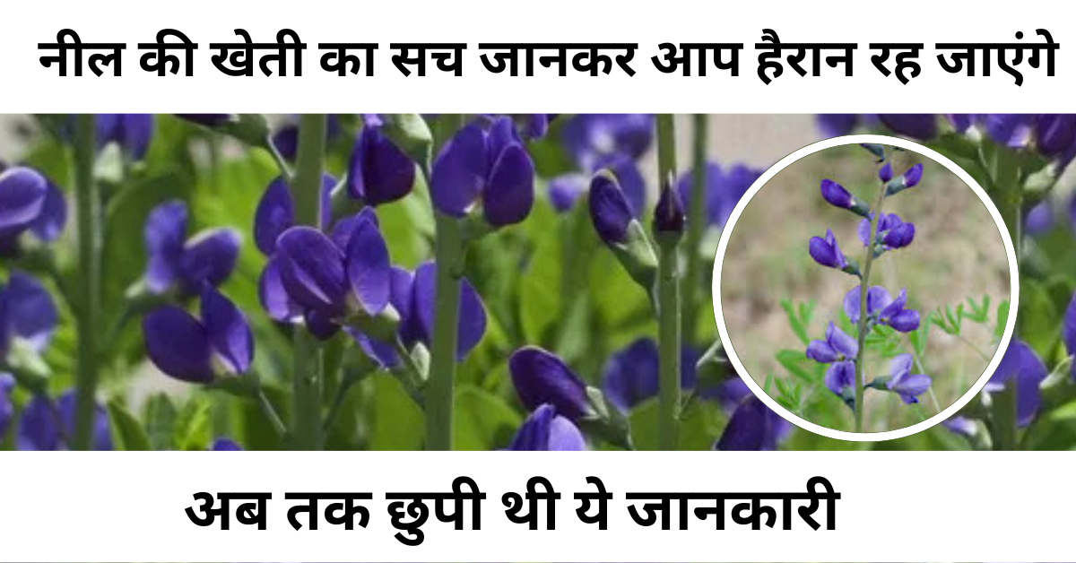 नील की खेती