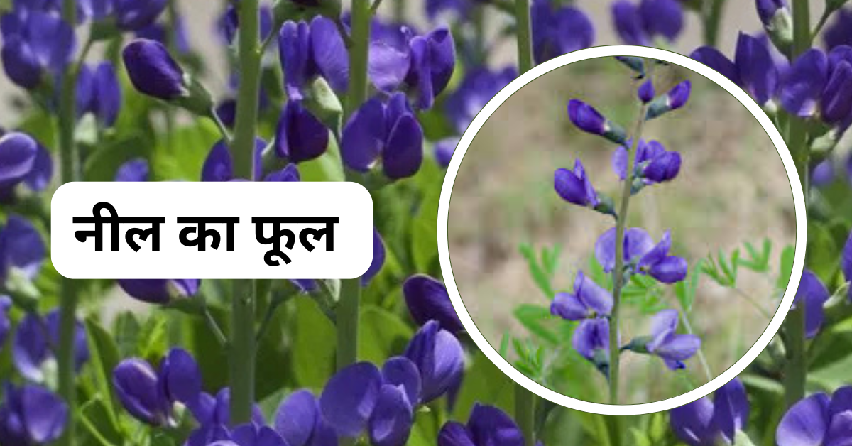 नील की खेती