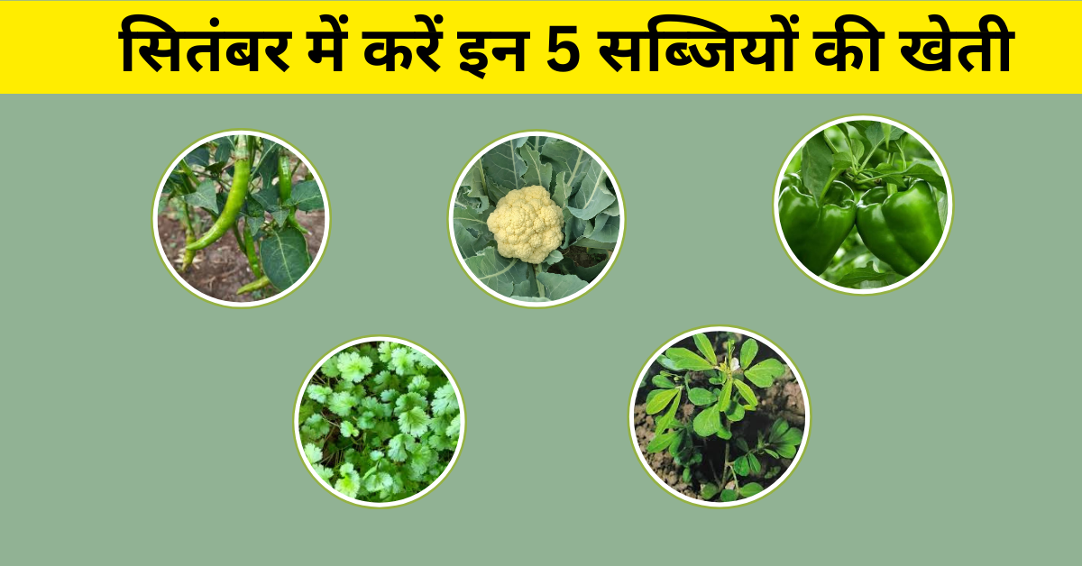 सब्जी की खेती