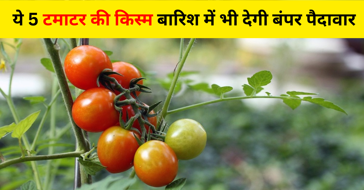 बरसाती टमाटर की किस्म