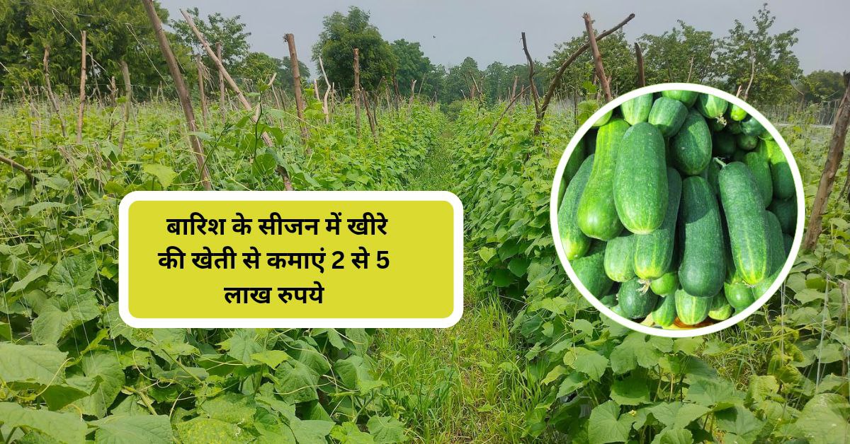 खीरे की खेती