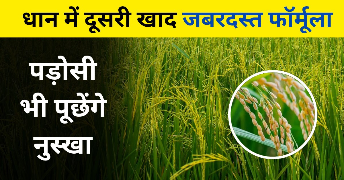 धान में दूसरी खाद