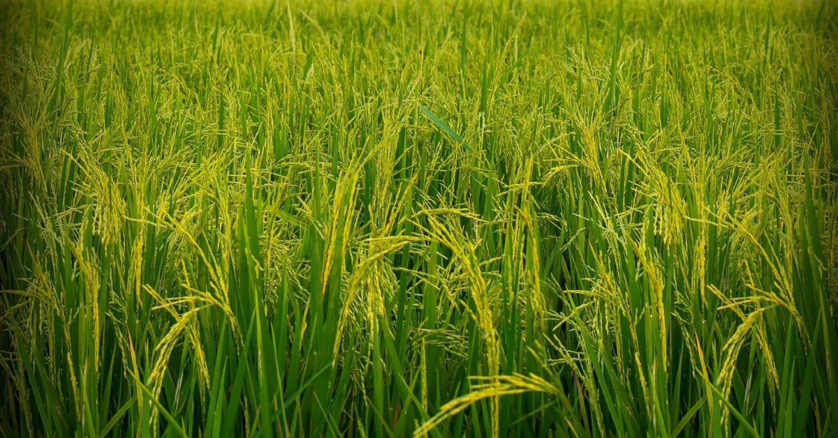 धान में दूसरी खाद