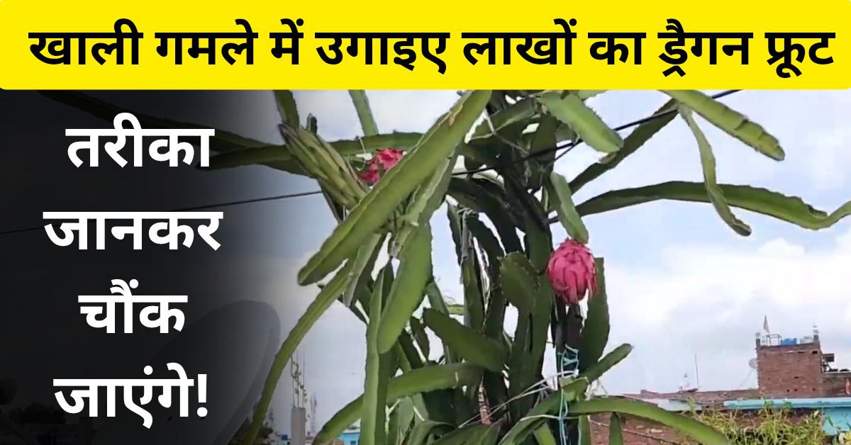 ड्रैगन फ्रूट