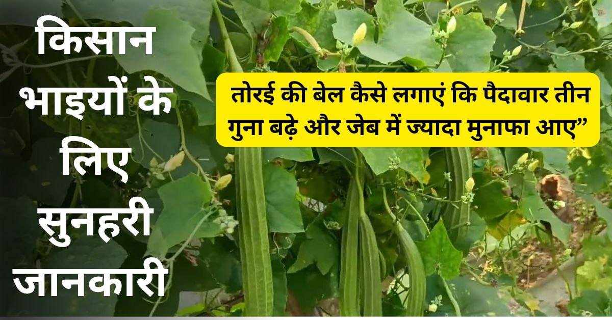 तोरई की बेल कैसे लगाएं