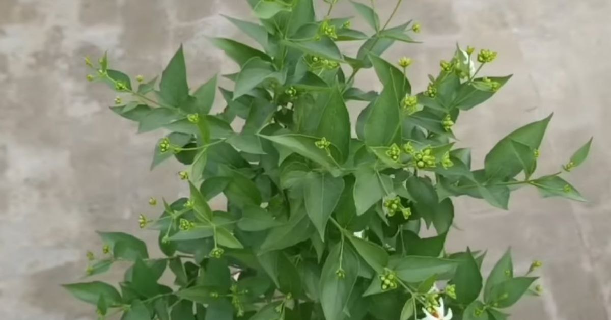 हरसिंगार के पौधे की देखभाल