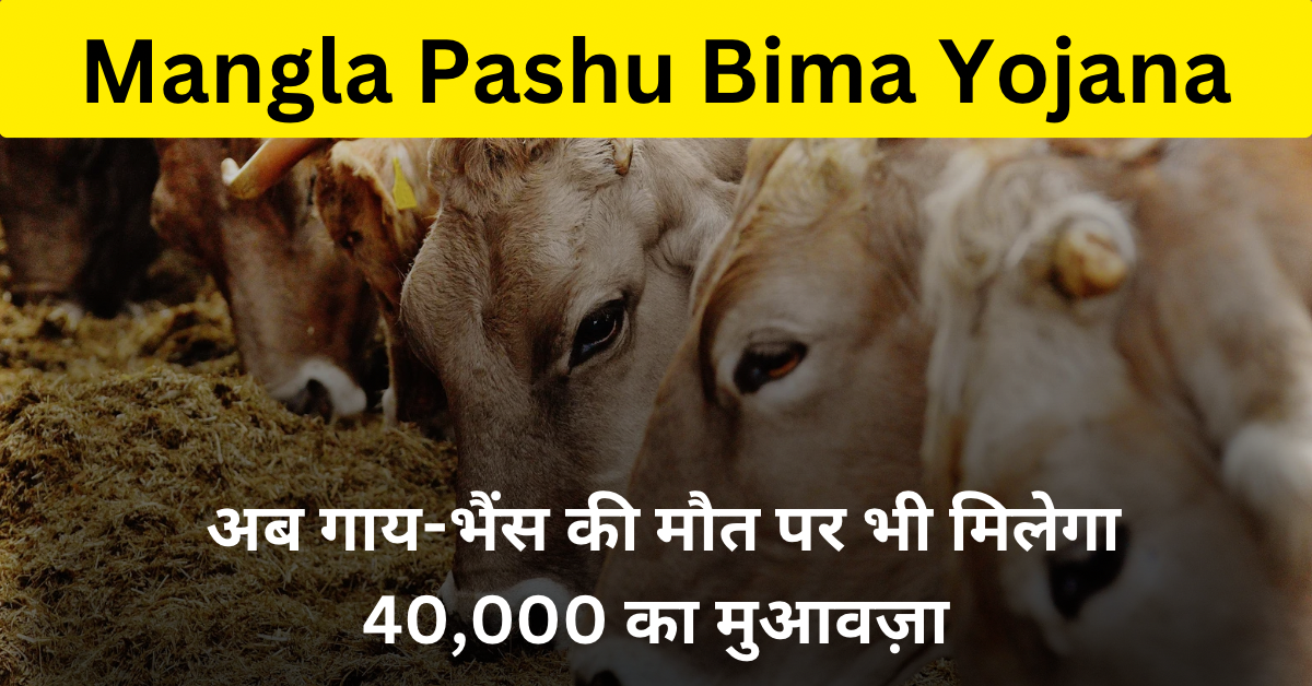 mangla pashu bima yojana
