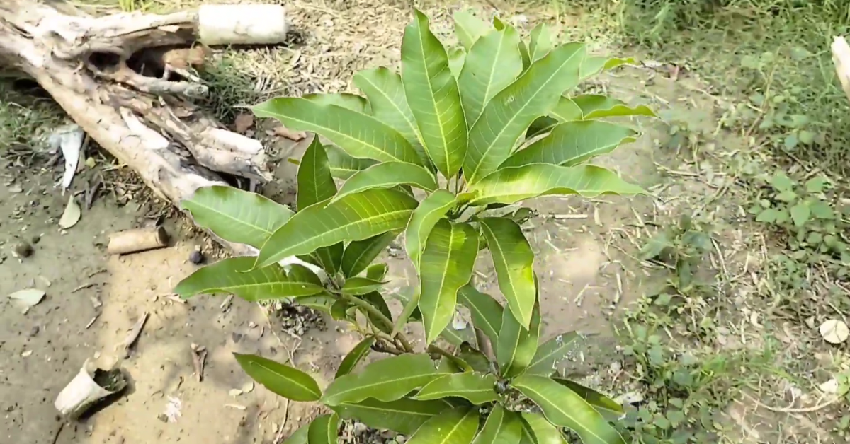 आम के पेड़ को जल्दी बड़ा कैसे करें 