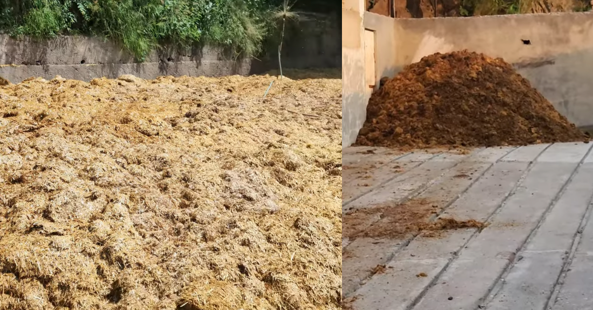 बटन मशरूम कम्पोस्ट बनाने की विधि
