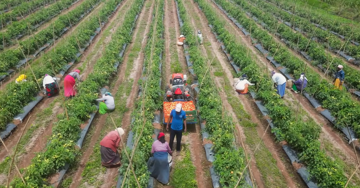 Tomato farming Tips