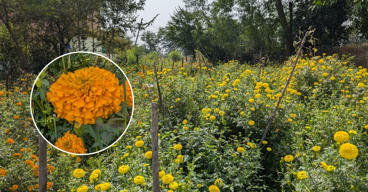 गेंदा फूल की खेती