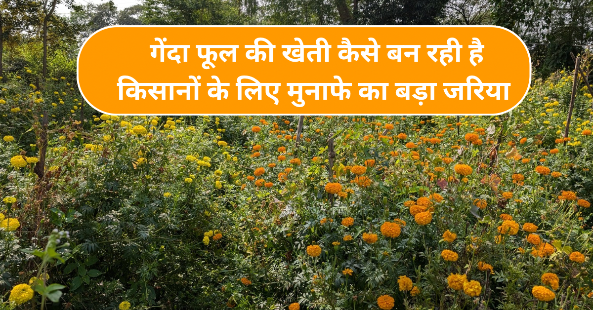 गेंदा फूल की खेती