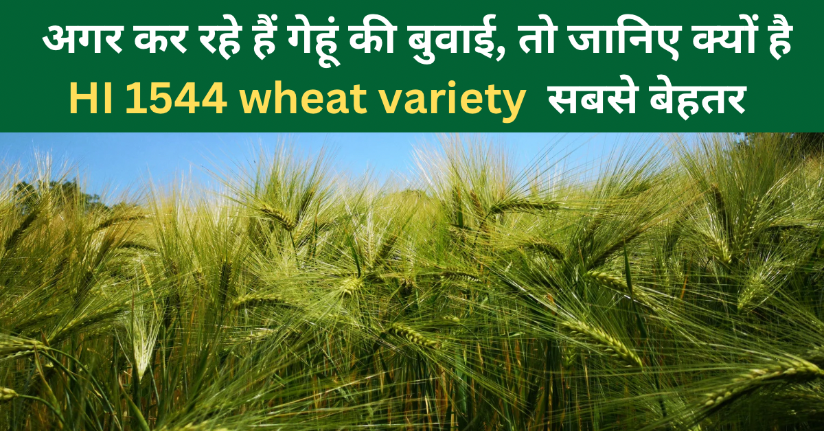 HI 1544 wheat variety