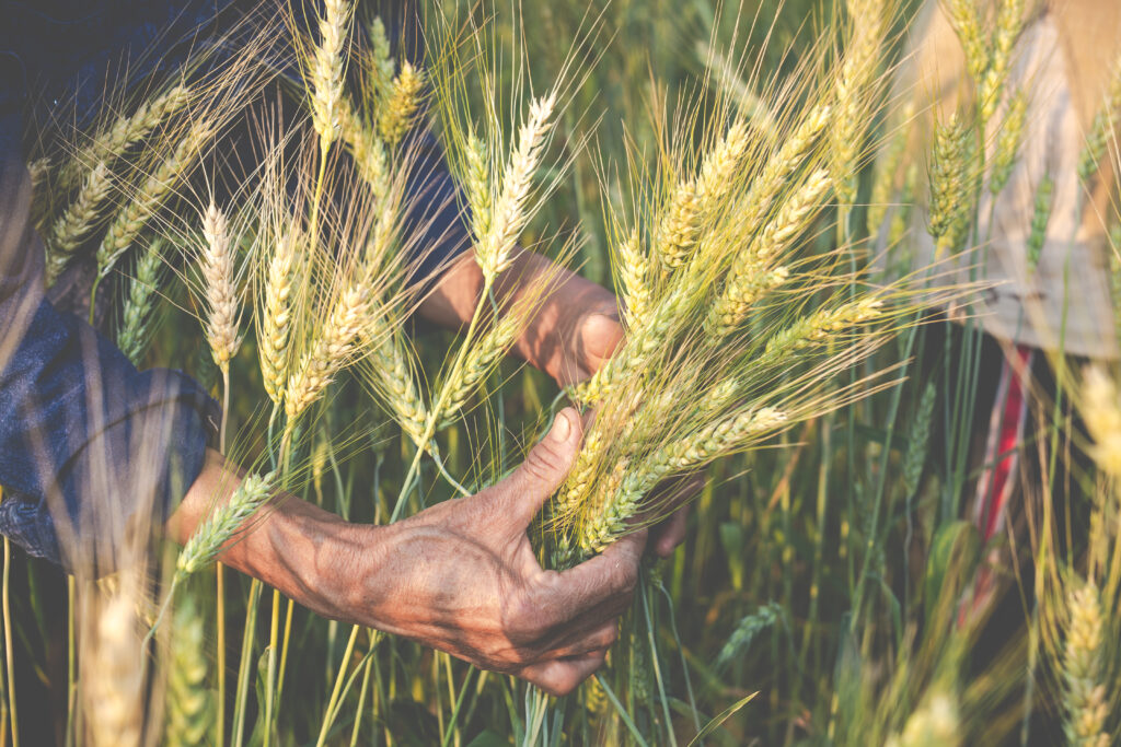 cultivation of wheat