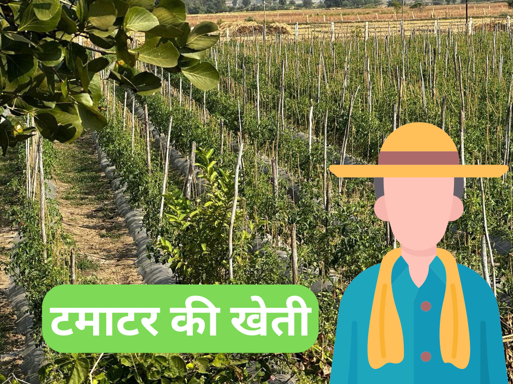 टमाटर की खेती