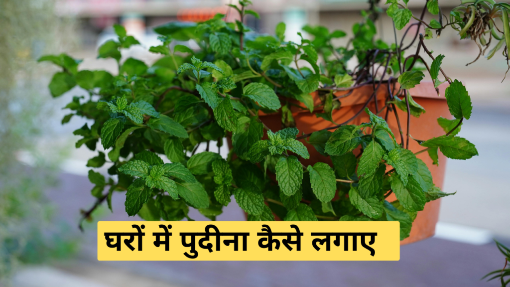 घर पर पुदीना कैसे उगाएं