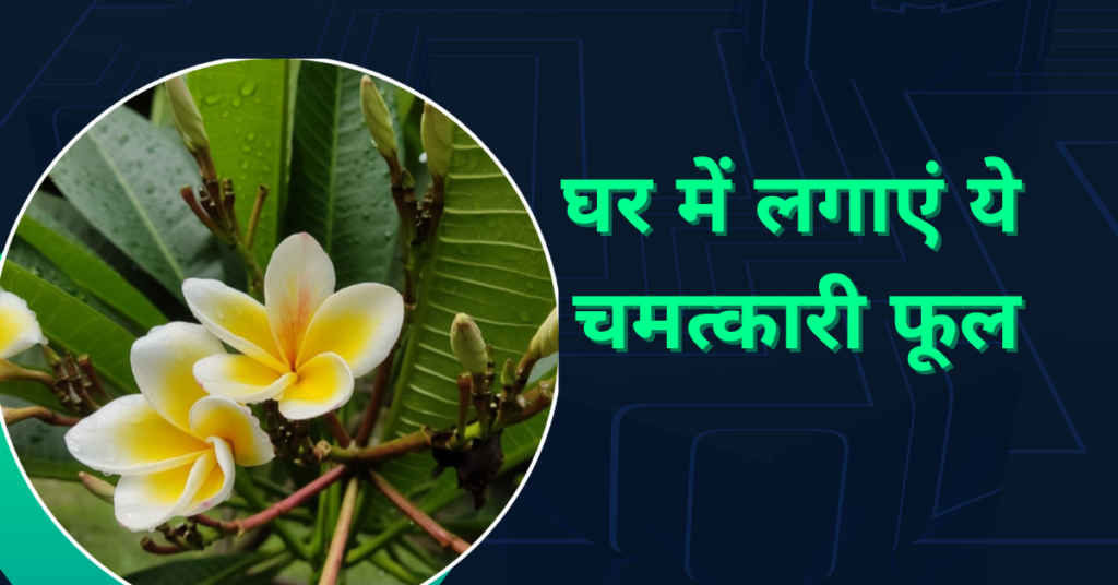 केतकी का फूल और पौधा