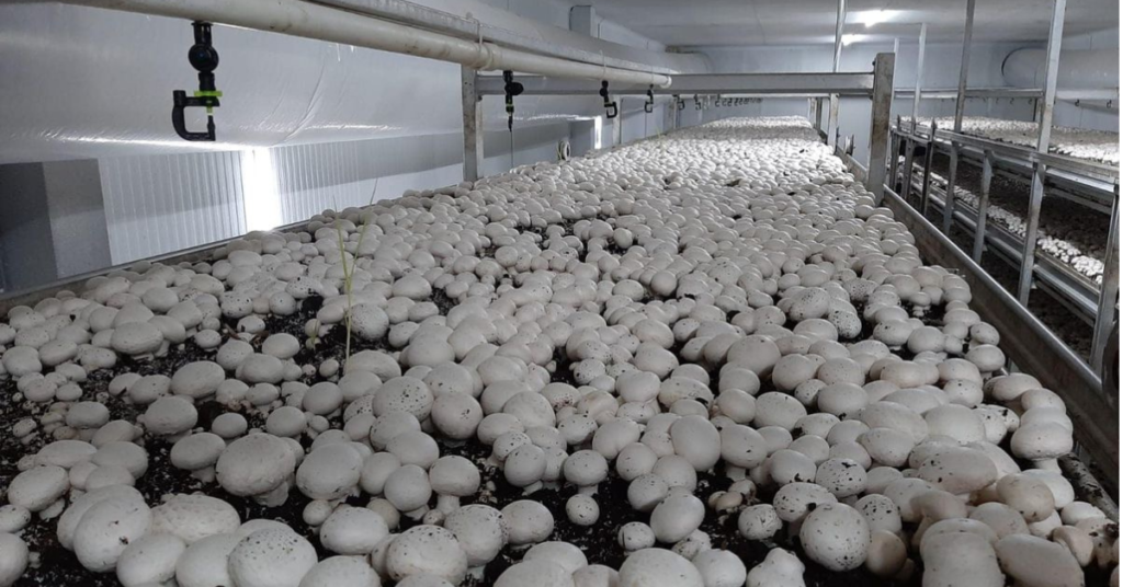 मशरूम की खेती की ट्रेनिंग