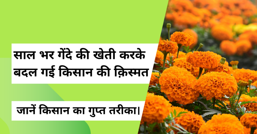 गेंदा की खेती 