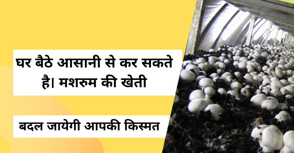 मशरुम की खेती